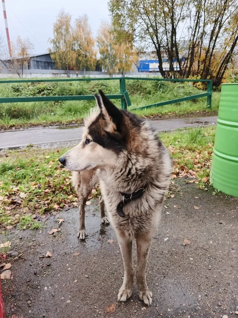 Found gray dog, хаски in Nakhabino — identification photo, lost & found pet database Pathfinder