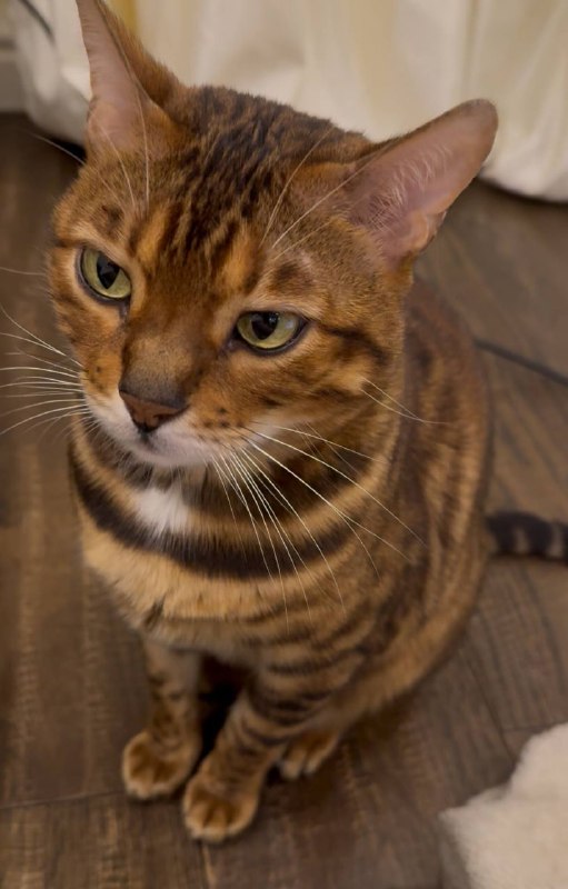 Lost ginger cat, бенгальский кот in Novoaleksandrovo — identification photo, lost & found pet database Pathfinder