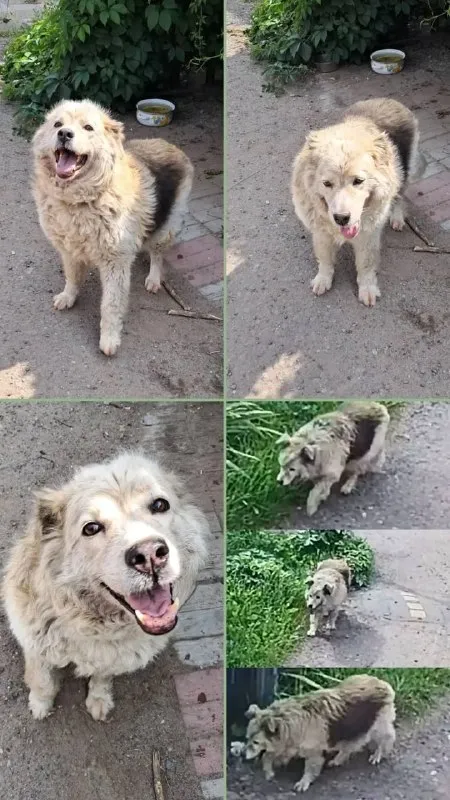 Lost cream dog in Lyubertsy — identification photo, lost & found pet database Pathfinder