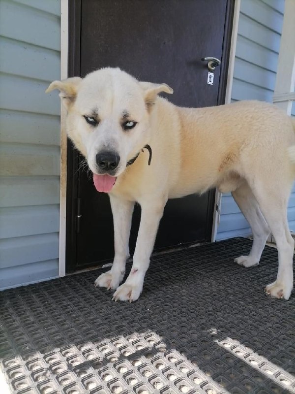 Lost dog, метис in Alekseevka — identification photo, lost & found pet database Pathfinder
