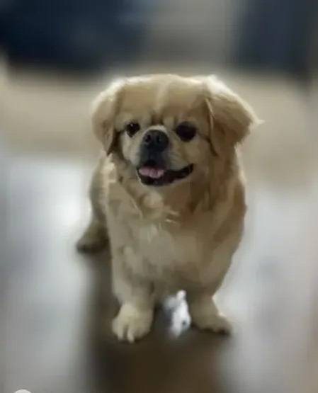 Lost cream dog, пекинес in Domodedovo — identification photo, lost & found pet database Pathfinder