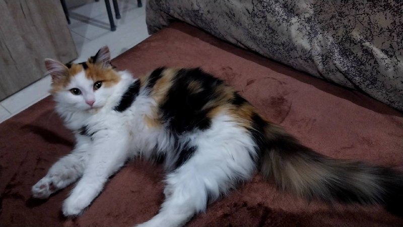 Lost ginger cat in Yekaterinburg — identification photo, lost & found pet database Pathfinder