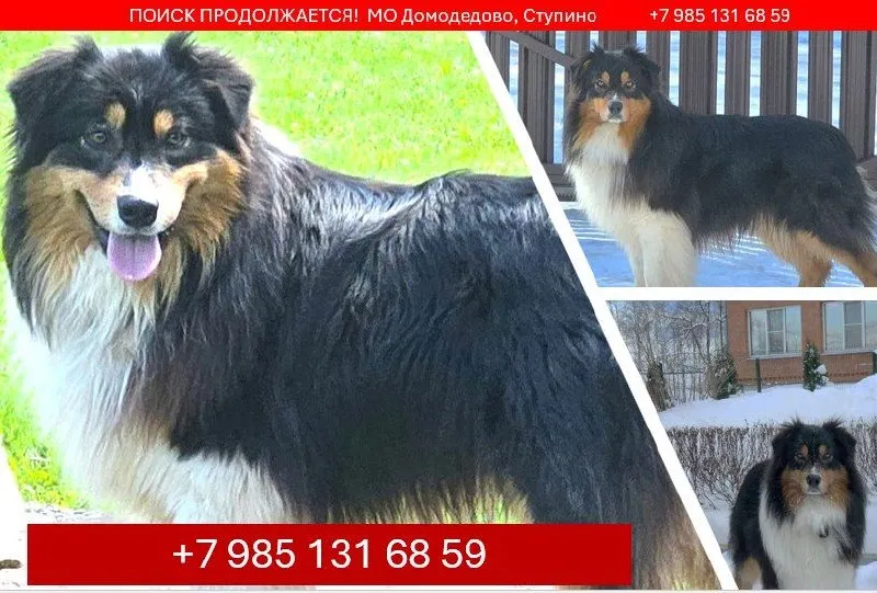 Lost dog, австралийская овчарка (аусси) in Domodedovo Stupino — identification photo, lost & found pet database Pathfinder