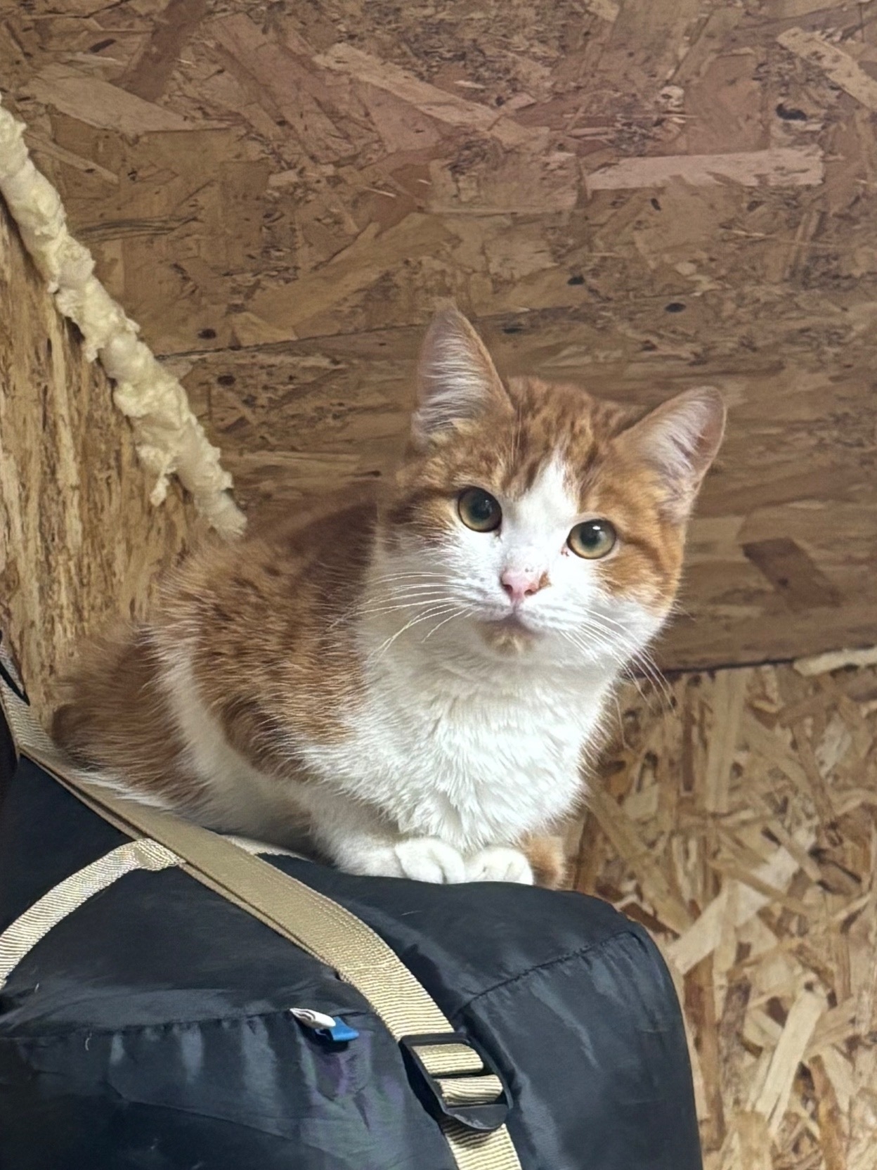Lost white cat in Novosibirsk — identification photo, lost & found pet database Pathfinder