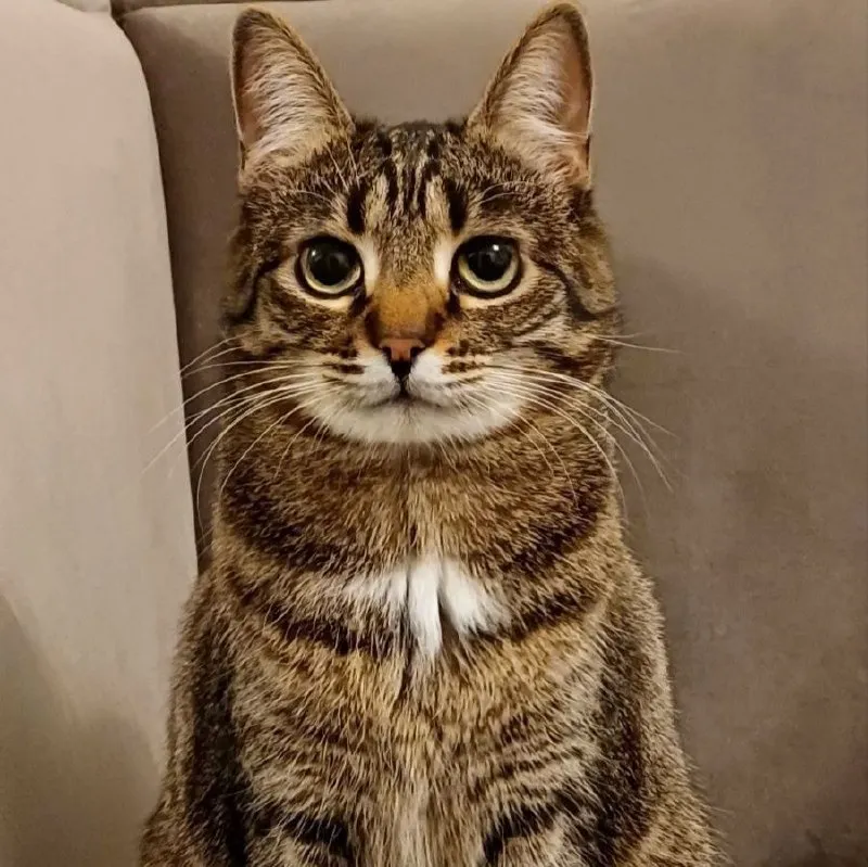 Lost brown cat in Kudrovo — identification photo, lost & found pet database Pathfinder