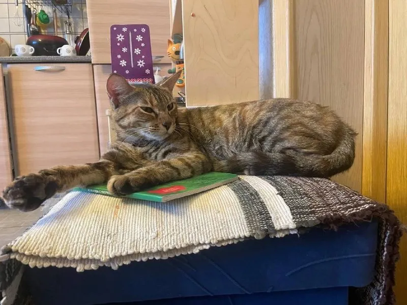 Lost brown cat, бенгальская in Sredneuralsk — identification photo, lost & found pet database Pathfinder