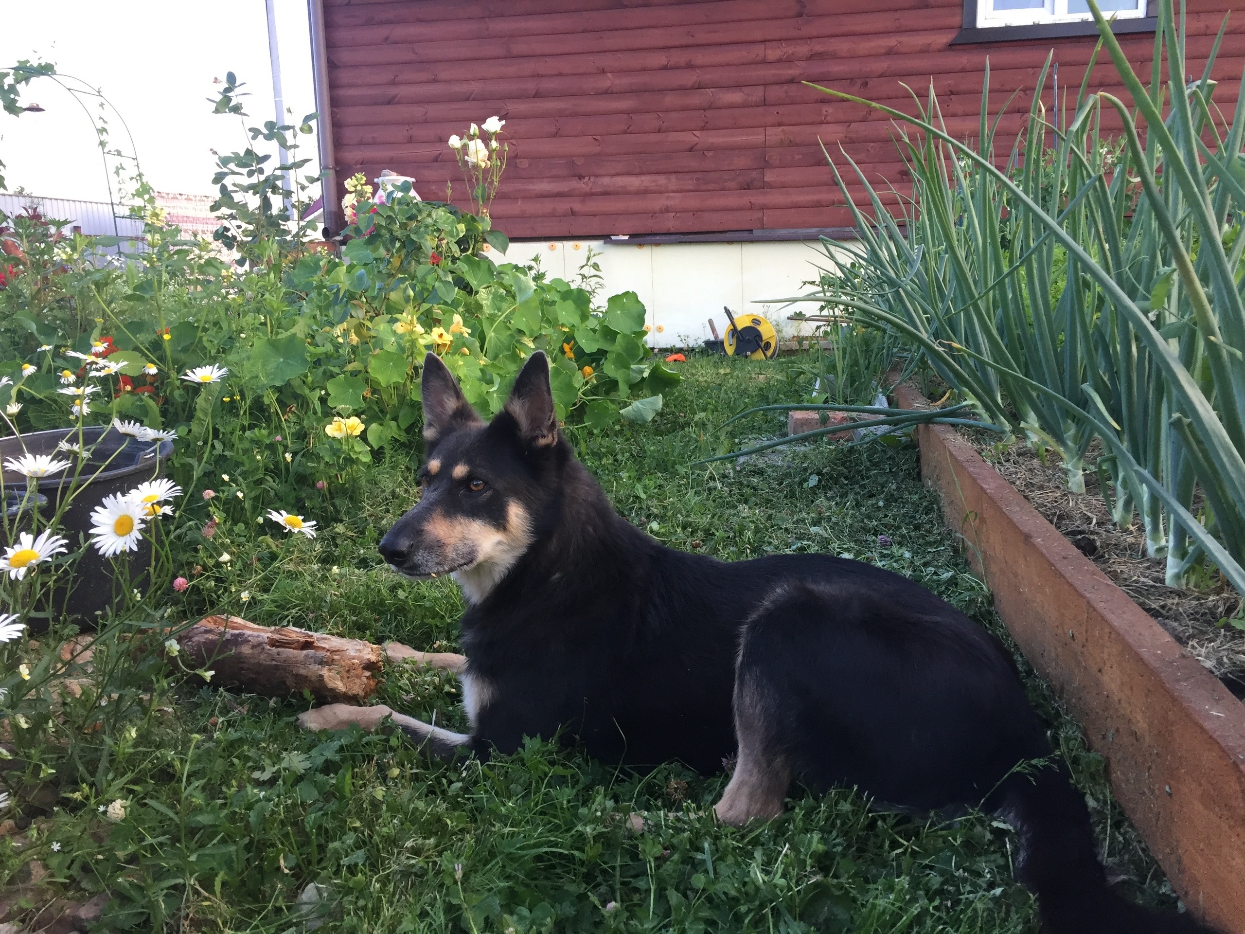 Lost fawn dog in Ignatevo — identification photo, lost & found pet database Pathfinder