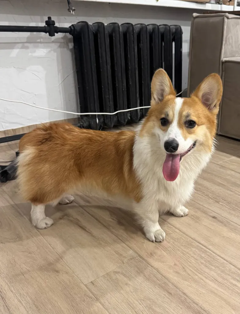 Found dog, корги in Moscow — identification photo, lost & found pet database Pathfinder
