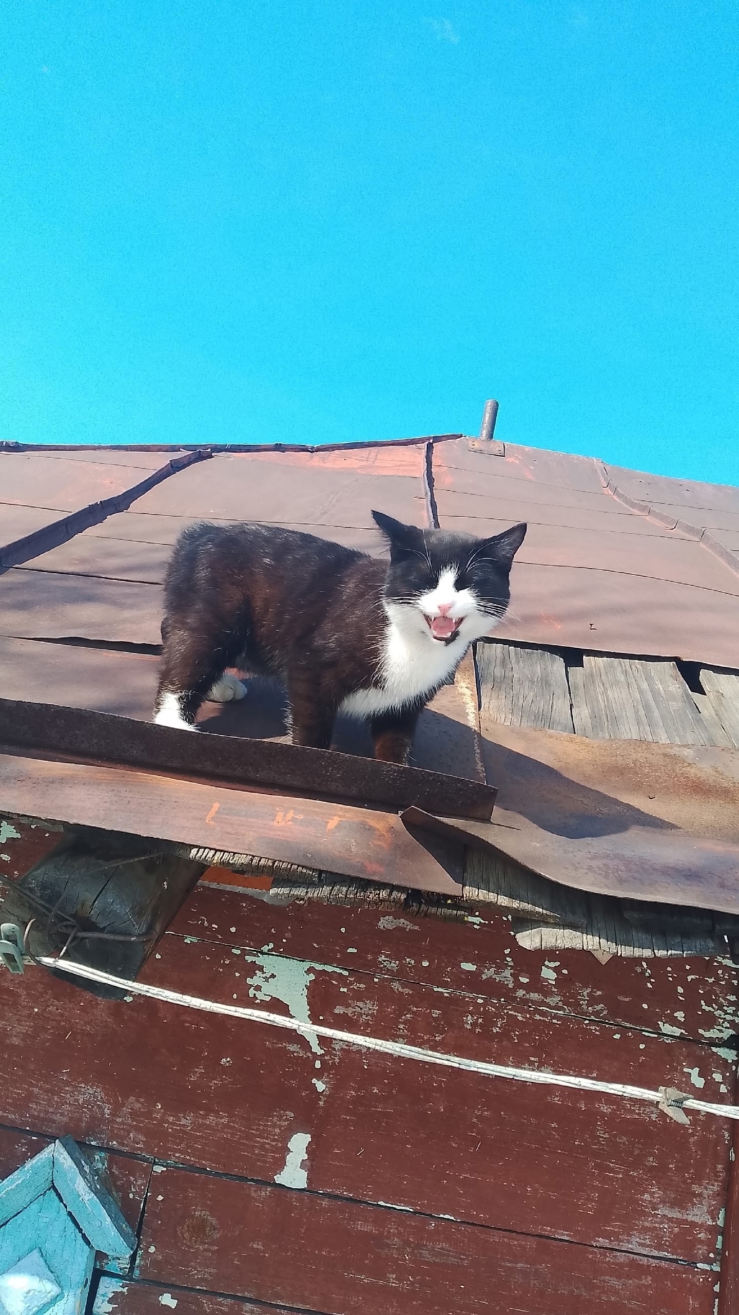 Lost black cat in Stantsionno Oyashinskiy — identification photo, lost & found pet database Pathfinder