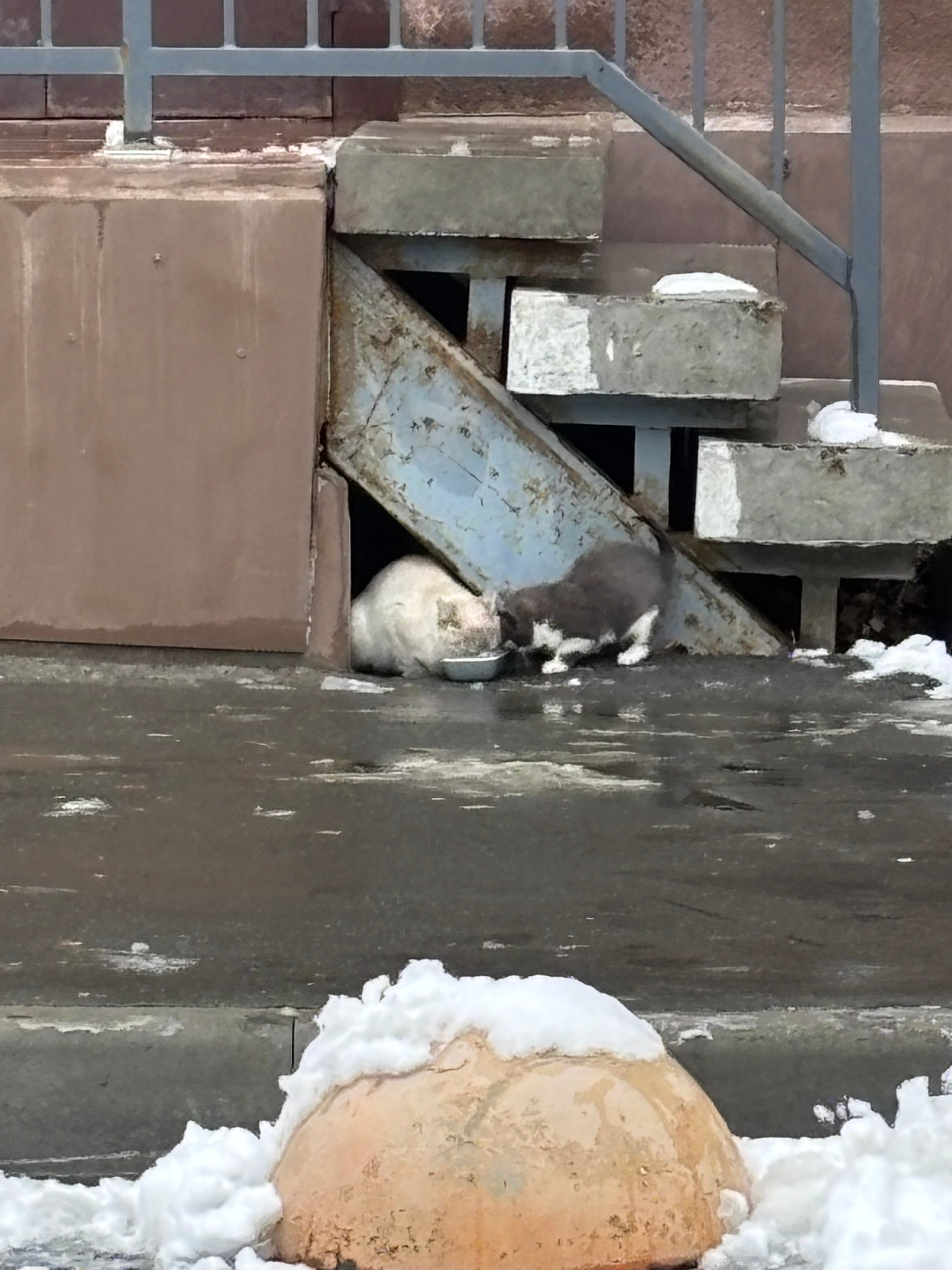 Found cat in Novosibirsk — identification photo, lost & found pet database Pathfinder