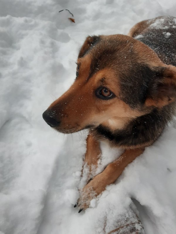 Lost ginger dog in Domodedovo — identification photo, lost & found pet database Pathfinder