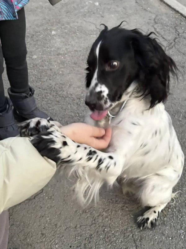 Found white dog, спаниель in Verkhnyaya Pyshma — identification photo, lost & found pet database Pathfinder
