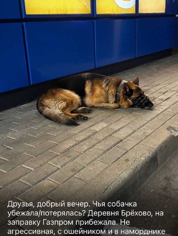Lost ginger dog, овчарка in Zelenograd — identification photo, lost & found pet database Pathfinder