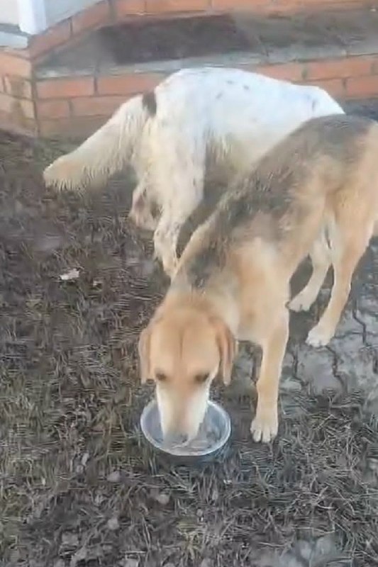 Lost fawn dog, русская гончая in Lukhovitsy — identification photo, lost & found pet database Pathfinder
