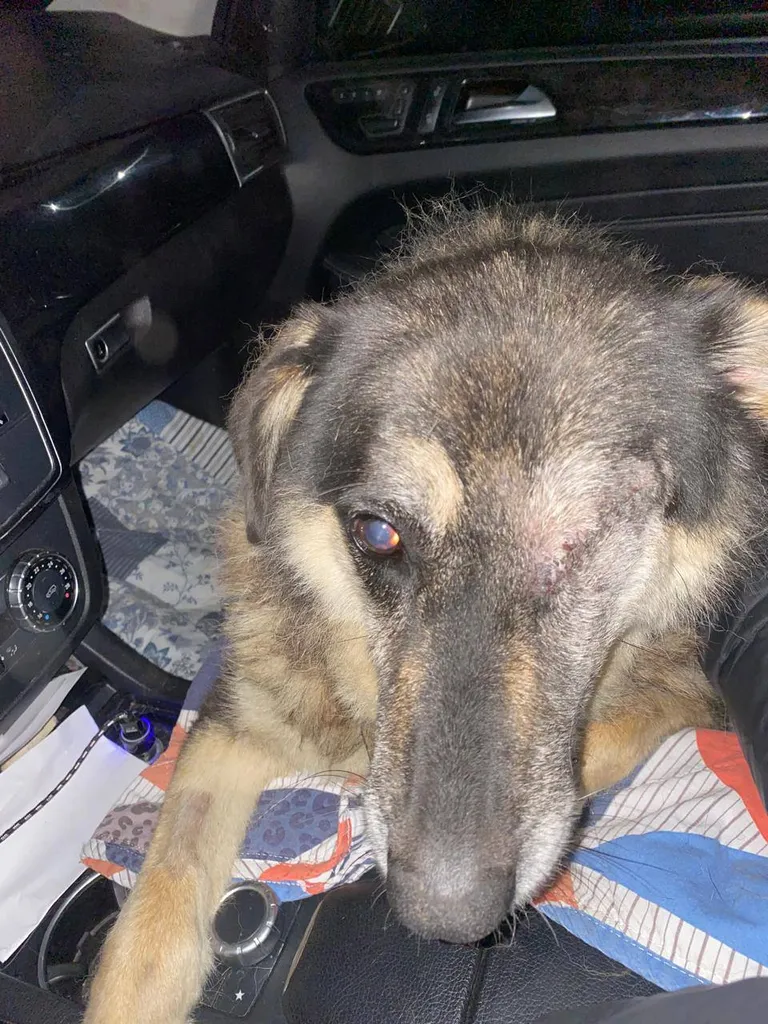 Lost dog, метис in Ilinskoe — identification photo, lost & found pet database Pathfinder