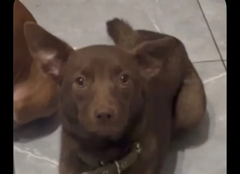 Lost brown dog in Poselok Sandarovo — identification photo, lost & found pet database Pathfinder