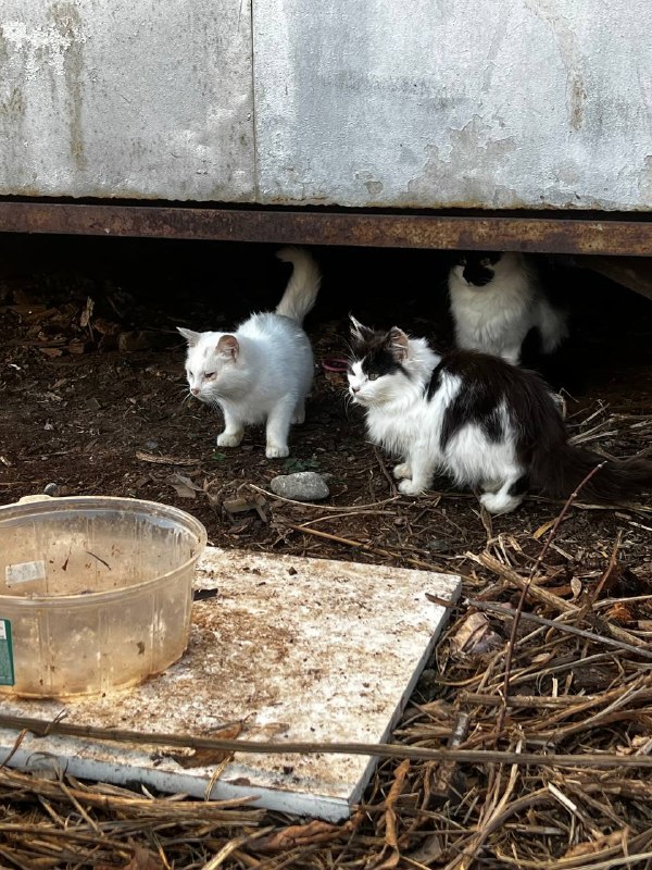 Found cat in Istok — identification photo, lost & found pet database Pathfinder