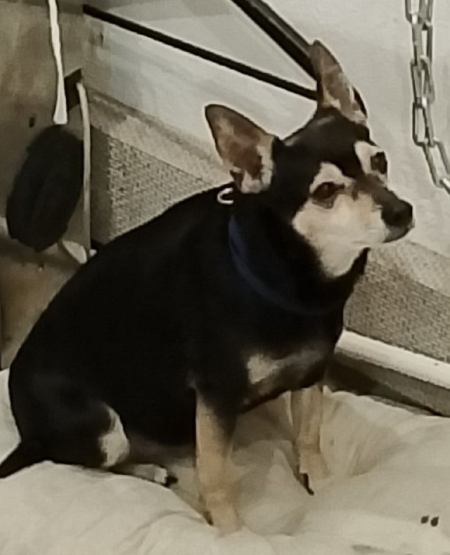 Lost fawn dog in Murino — identification photo, lost & found pet database Pathfinder