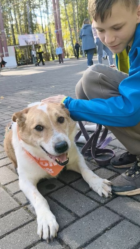 Adoptable dog in Perm — identification photo, lost & found pet database Pathfinder