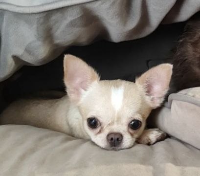 Lost cream dog, чихуахуа in Deshino — identification photo, lost & found pet database Pathfinder