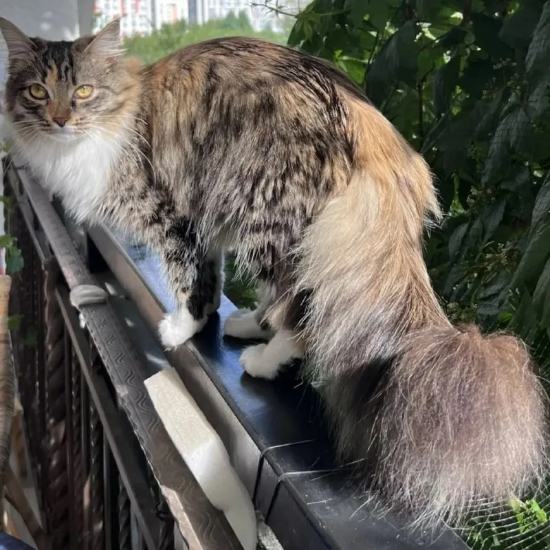 Lost white cat in Uktus — identification photo, lost & found pet database Pathfinder