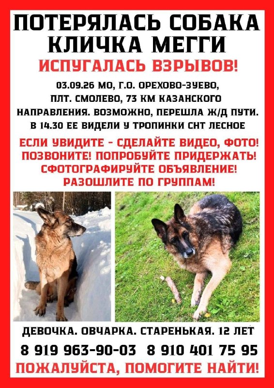 Lost brown dog, овчарка in Orekhovo Zuevo — identification photo, lost & found pet database Pathfinder