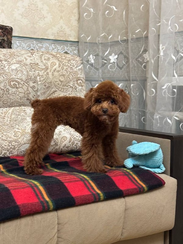 Lost brown dog, той-пудель in Shchelkovo — identification photo, lost & found pet database Pathfinder