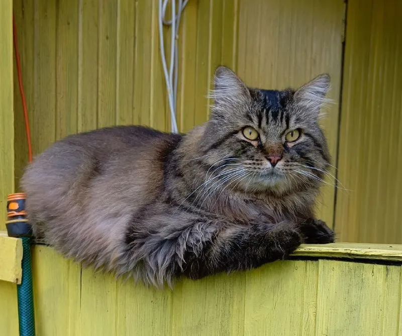 Lost brown cat in Chashcha — identification photo, lost & found pet database Pathfinder