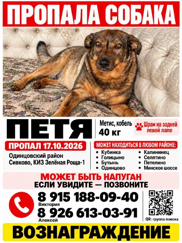 Lost brown dog in Odintsovo — identification photo, lost & found pet database Pathfinder
