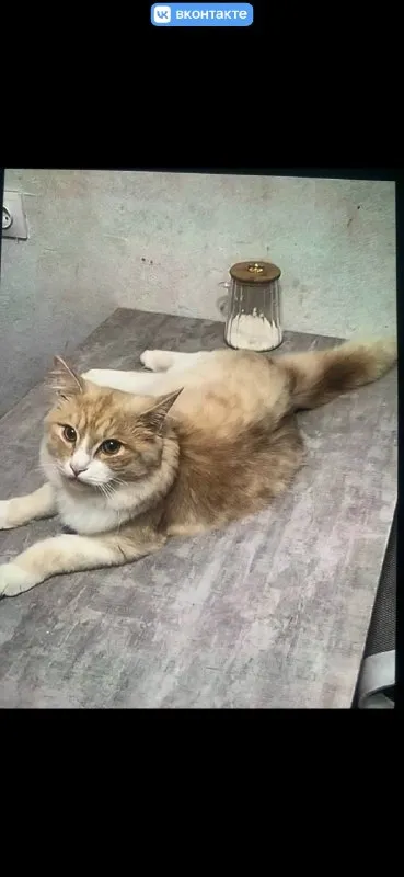 Lost white cat in Omsk — identification photo, lost & found pet database Pathfinder