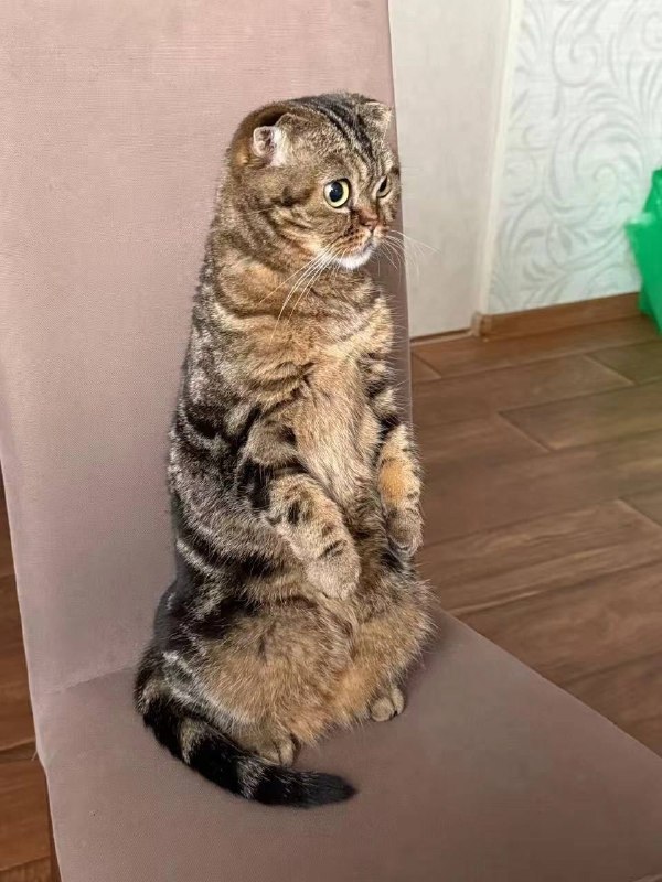 Lost brown cat, вислоухая in Bobrovskiy — identification photo, lost & found pet database Pathfinder