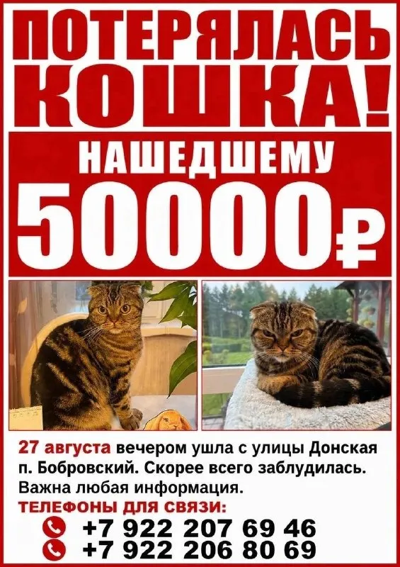 Lost brown cat in Bobrovskiy — identification photo, lost & found pet database Pathfinder