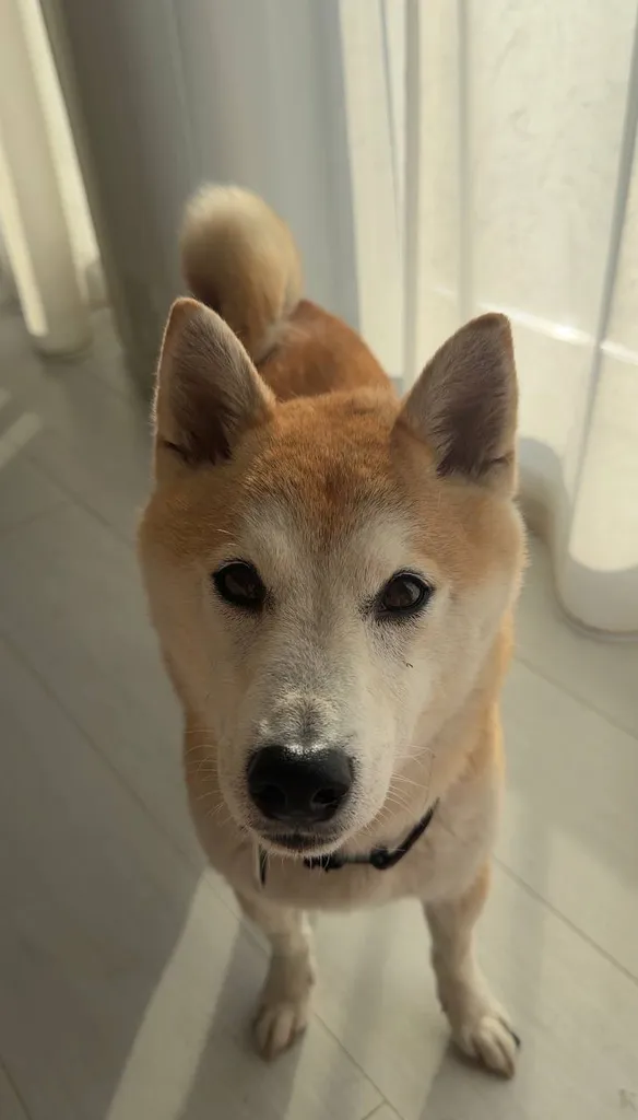 Found dog, сиба-ину in Podolsk — identification photo, lost & found pet database Pathfinder