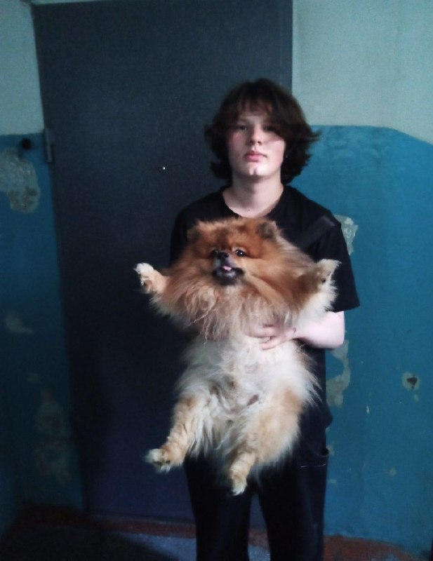 Lost dog in Omsk — identification photo, lost & found pet database Pathfinder