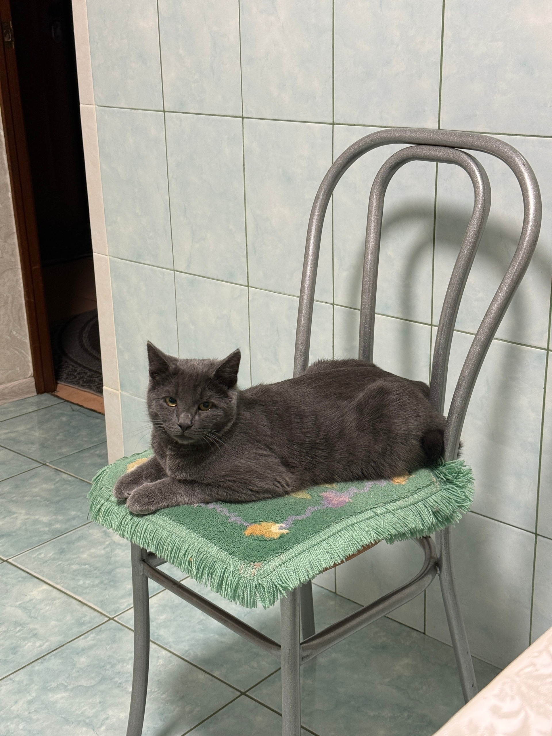 Lost gray cat in Novosibirsk — identification photo, lost & found pet database Pathfinder
