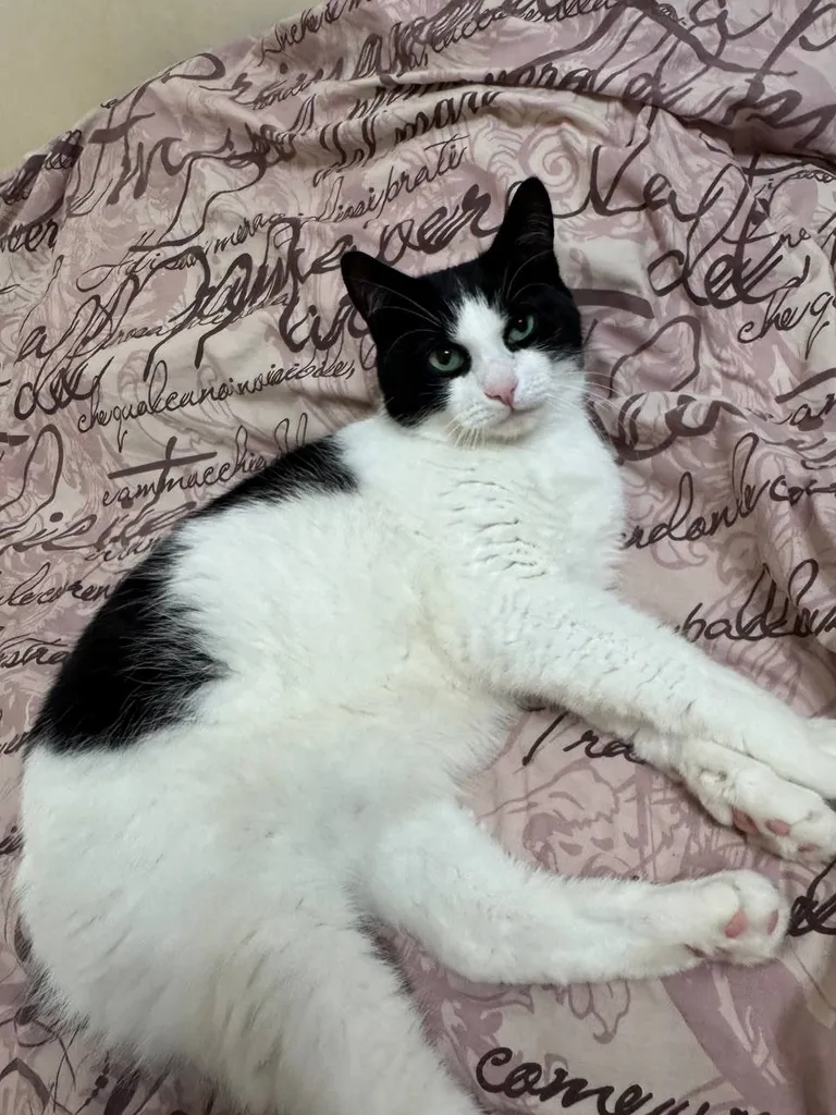Lost cat in Ivanteevka — identification photo, lost & found pet database Pathfinder