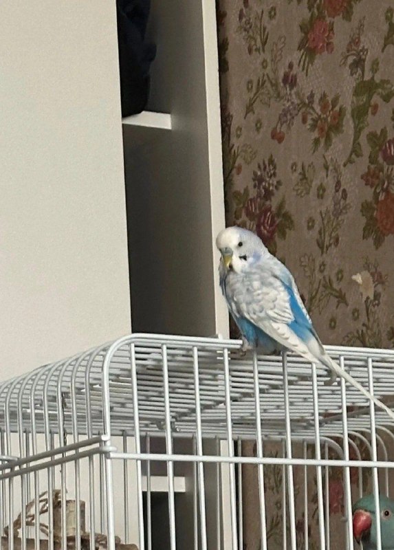 Lost pet, волнистый попугай in Moscow — identification photo, lost & found pet database Pathfinder