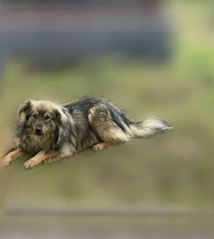 Lost brown dog in Vidnoe — identification photo, lost & found pet database Pathfinder