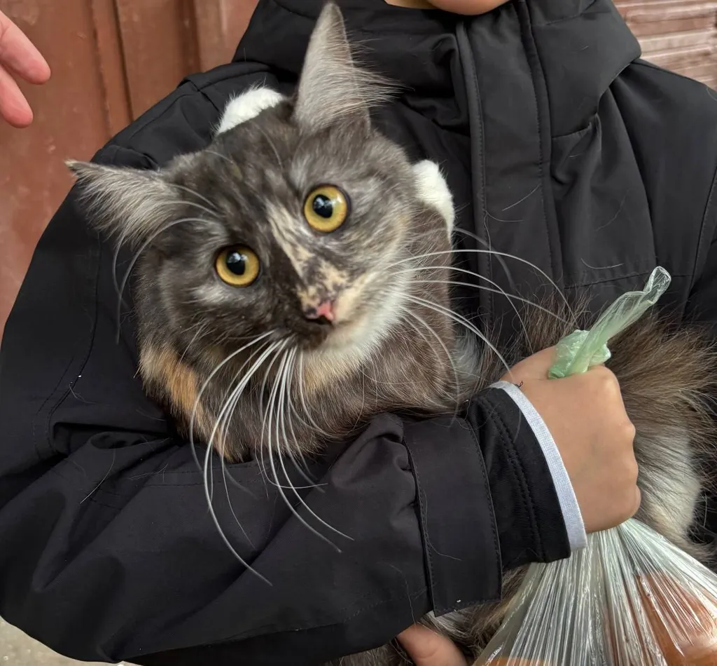 Found cat in Moscow — identification photo, lost & found pet database Pathfinder