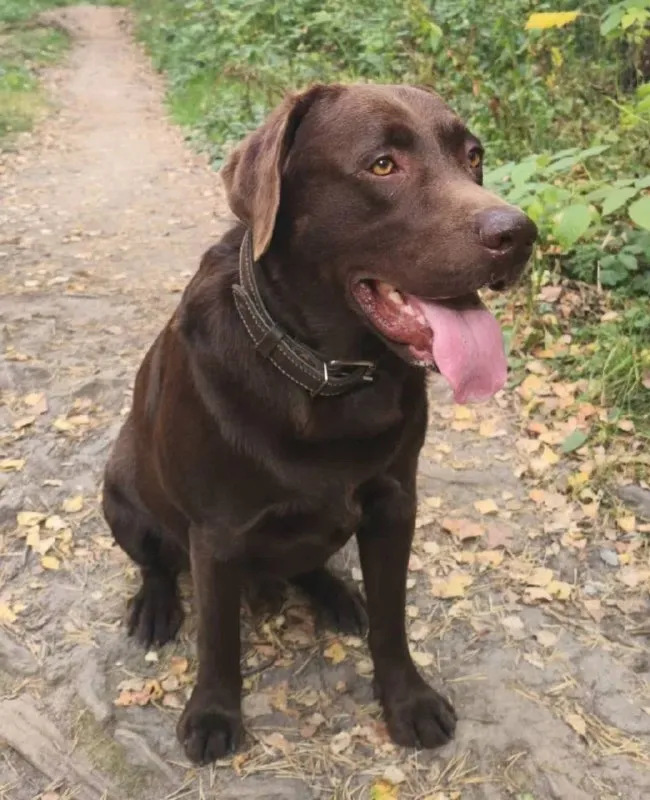 Lost brown dog, лабрадор-ретривер in Ivanteevka — identification photo, lost & found pet database Pathfinder