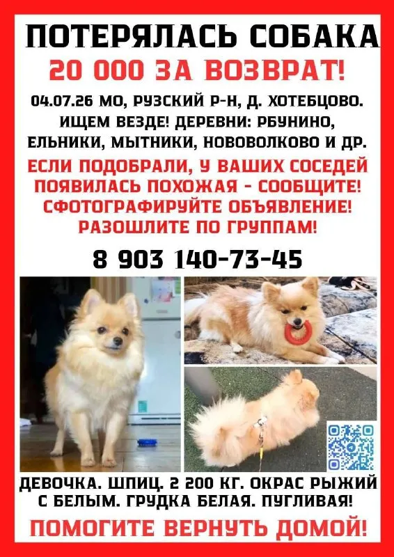 Lost cream dog, шпиц карликовая in Khotebtsovo — identification photo, lost & found pet database Pathfinder