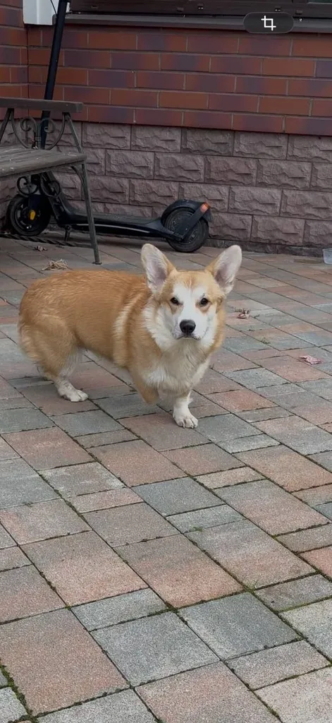 Found dog, корги in Oznobishino — identification photo, lost & found pet database Pathfinder