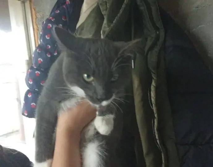 Found white cat in Bolshoy Istok — identification photo, lost & found pet database Pathfinder