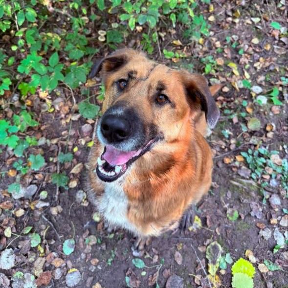 Lost dog, метис овчарки in Gorelovo — identification photo, lost & found pet database Pathfinder