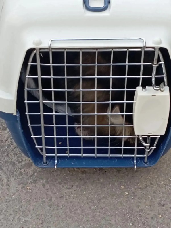 Adoptable cat in Nizhny Novgorod — identification photo, lost & found pet database Pathfinder