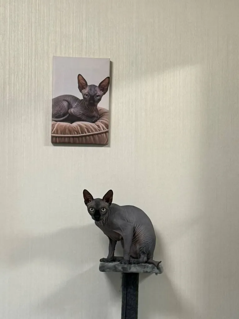 Lost cat, сфинкс in Moscow — identification photo, lost & found pet database Pathfinder