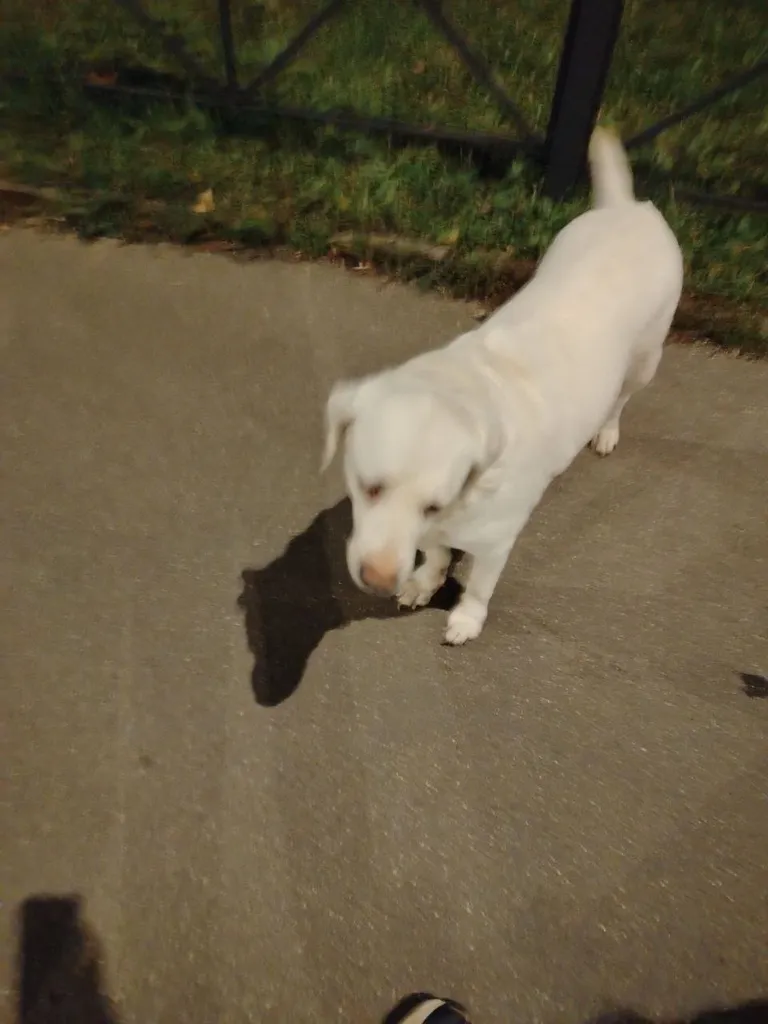 Found dog, лабрадор in Domodedovo — identification photo, lost & found pet database Pathfinder