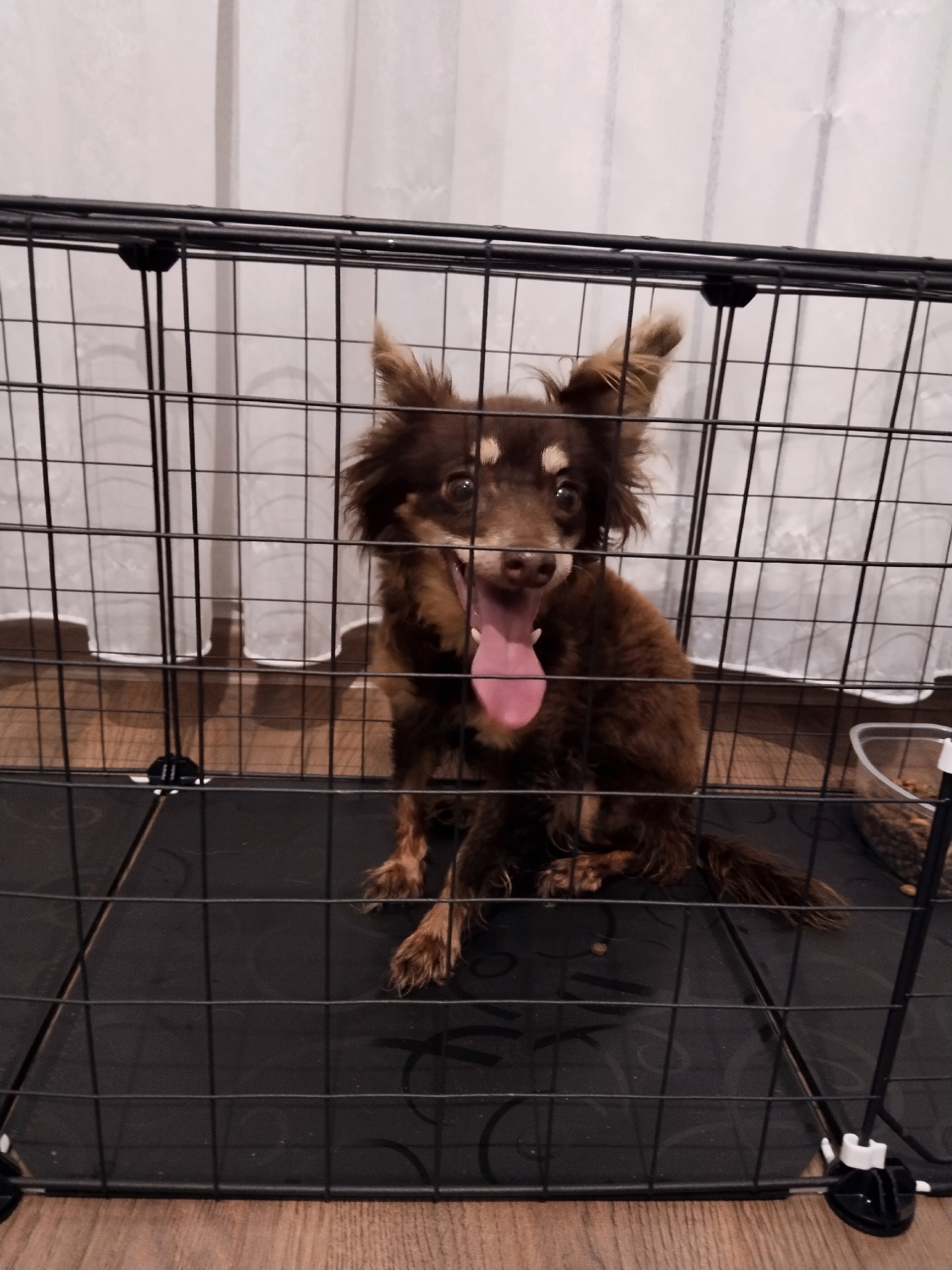Found brown pet in Novosibirsk — identification photo, lost & found pet database Pathfinder
