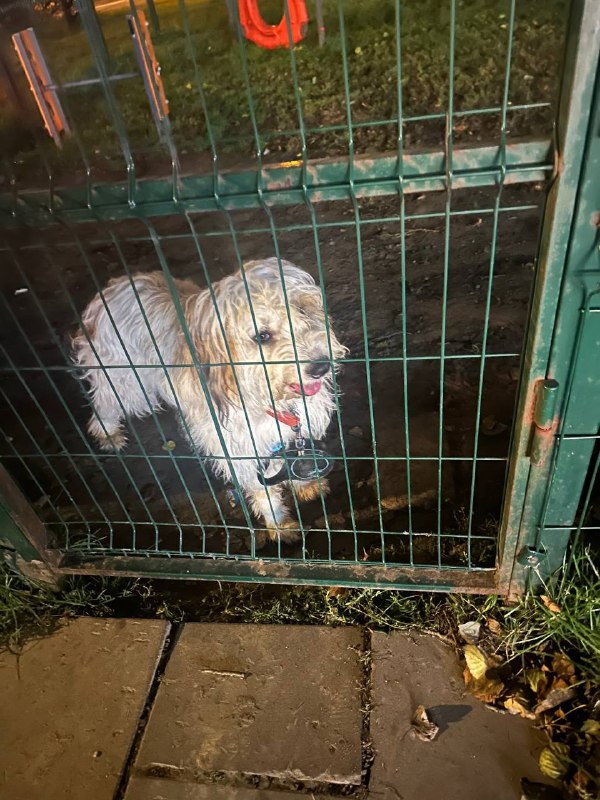 Adoptable cream dog in Moscow — identification photo, lost & found pet database Pathfinder