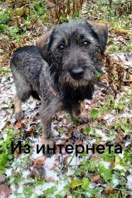 Found dog, метис цвергшнауцера in Novosibirsk — identification photo, lost & found pet database Pathfinder